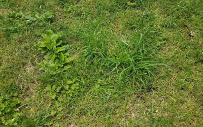 The 10 Florida Lawn Weeds You Need To Know About
