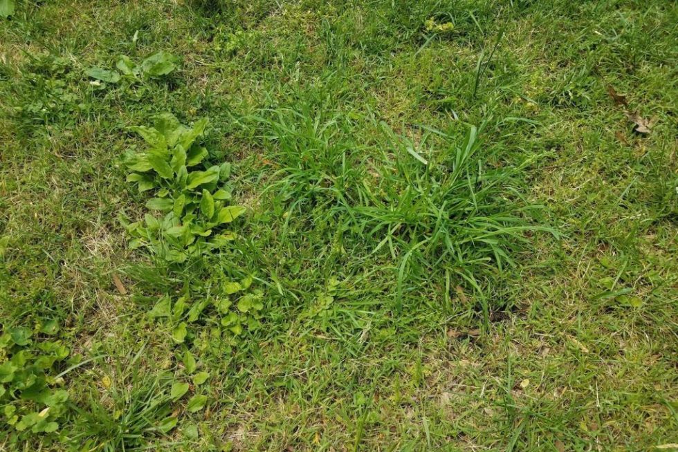 The 10 Florida Lawn Weeds You Need To Know About