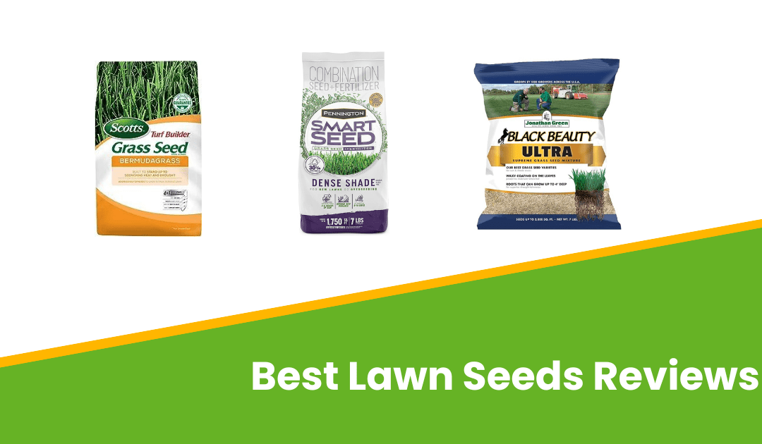 Best lawn seeds