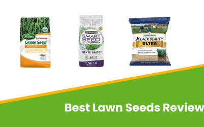 5 Best Lawn Seeds for Florida’s Climate (2023, Reviews)